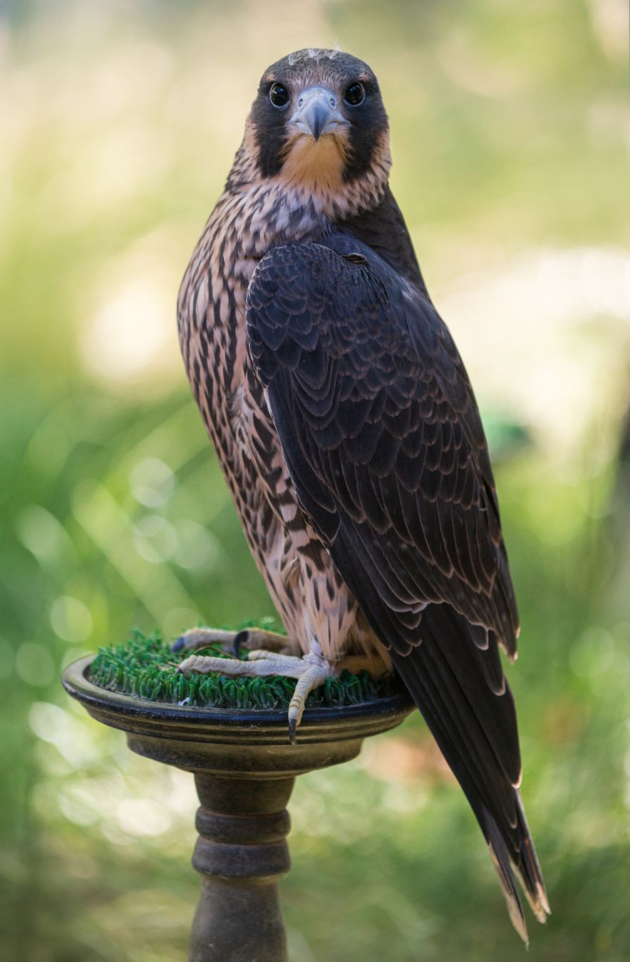 Halcón peregrino/ Falco peregrinus (Cetrería. Madrid)