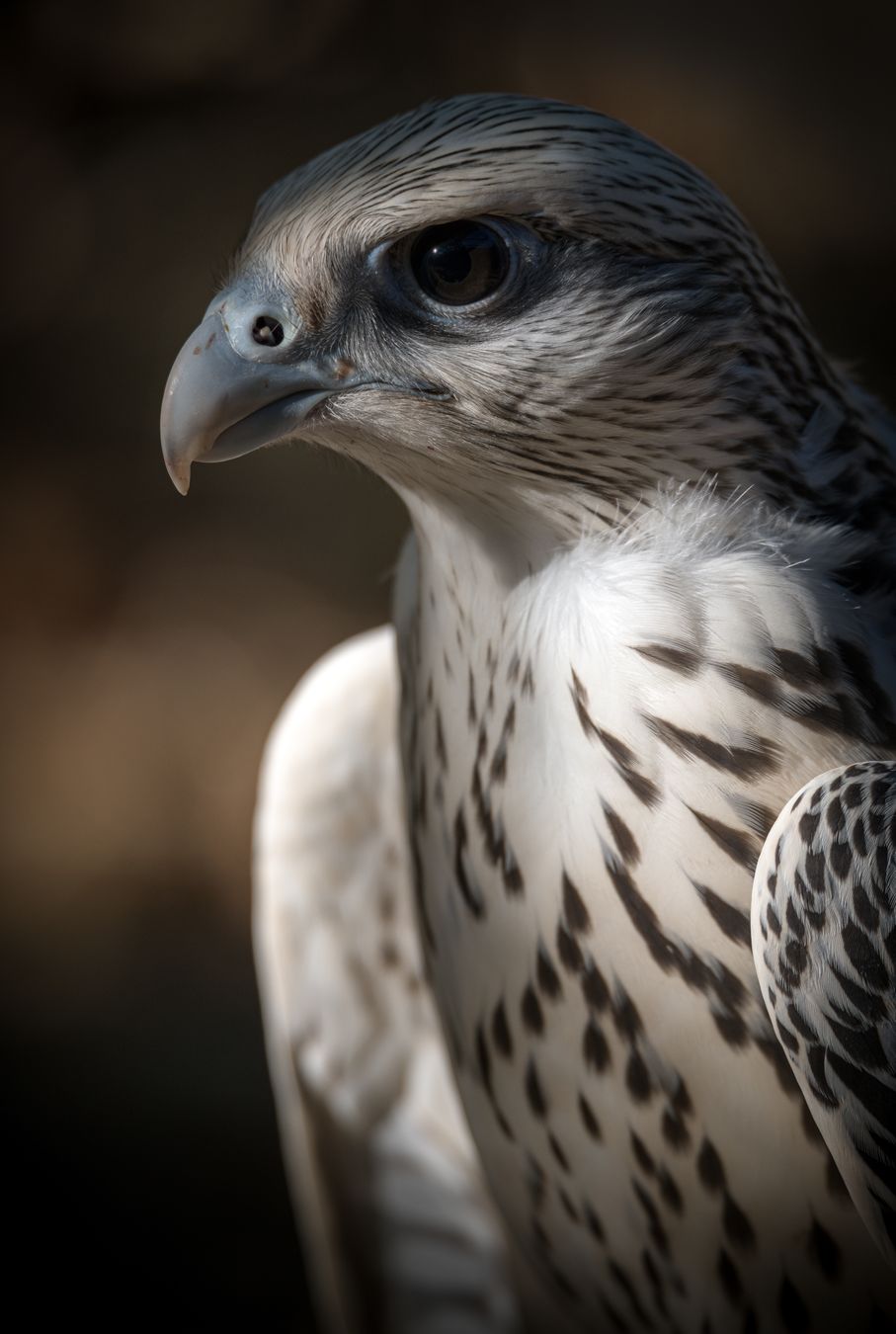 Halcón gerifalte/ Falco rusticolus (Cetrería. Madrid)