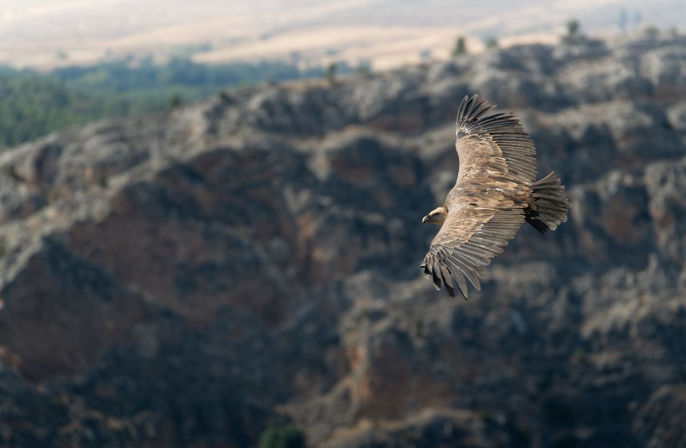 Buitre leonado/ Gyps fulvus (Hoces del Duratón)