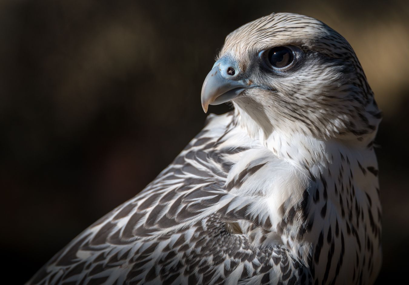 Halcón gerifalte/ Falco rusticolus (Cetrería. Madrid)