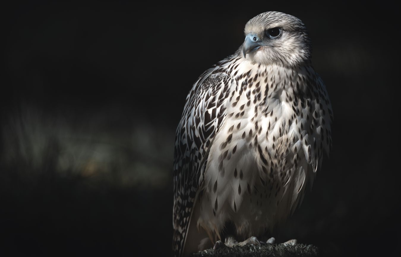 Halcón gerifalte/ Falco rusticolus (Cetrería. Madrid)