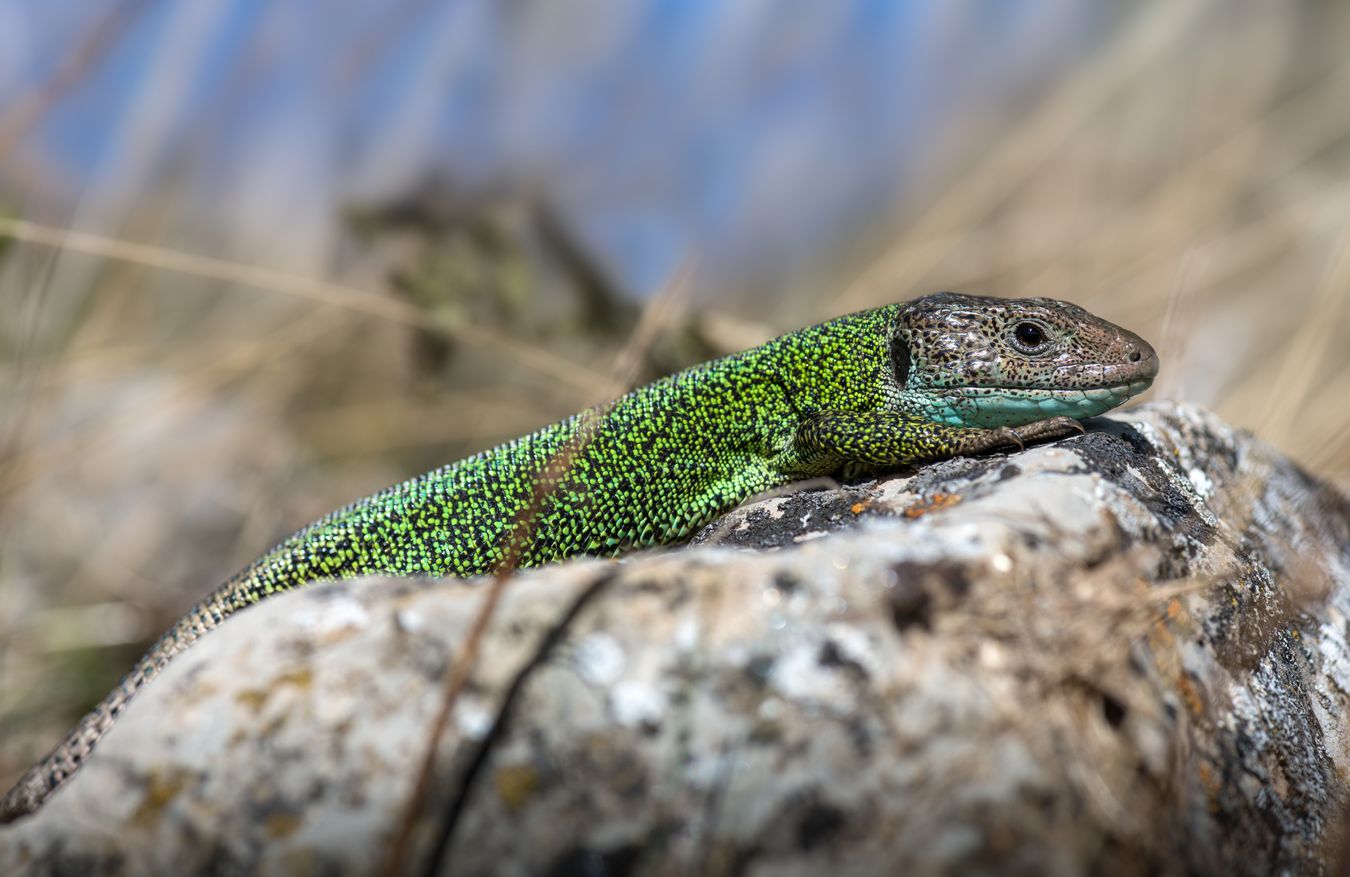 Lagarto verdinegro/ Lacerta schreiberi (Asturias)