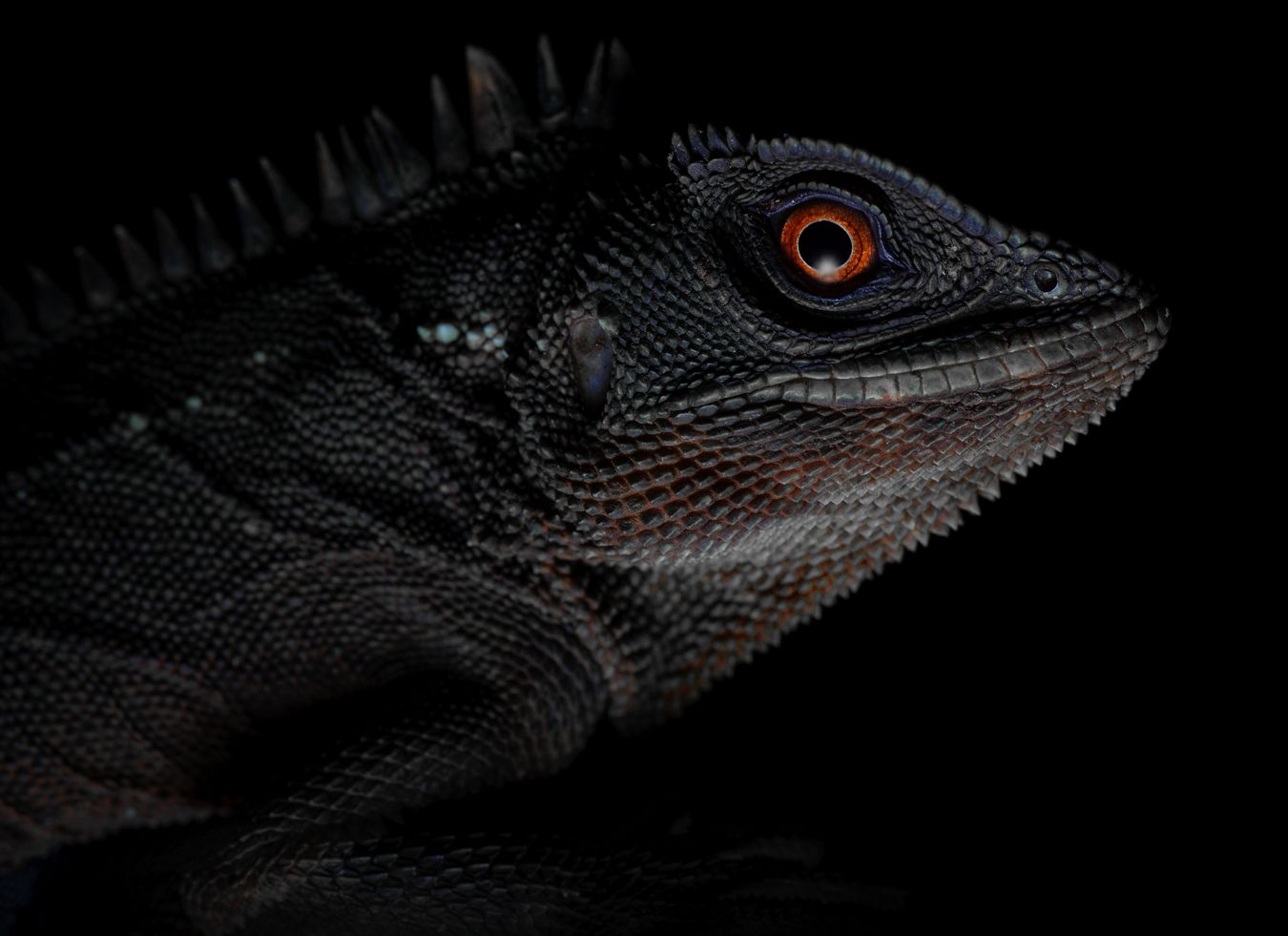 Lagarto de ojos rojos/ Enyalioides oshaughnessyi (Santo Domingo. Ecuador)