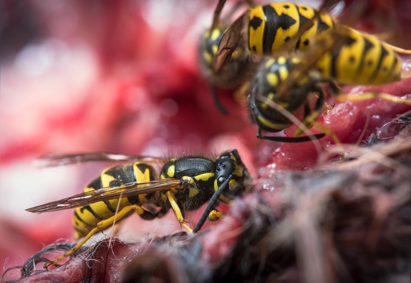 Avispa común/ Vespula vulgaris (Málaga)