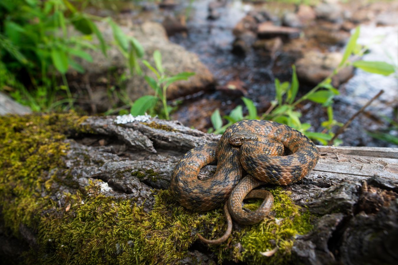 Culebra viperina/ Natrix maura (Madrid)