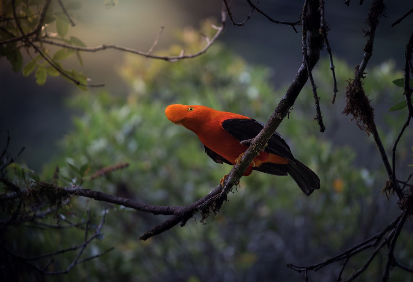 Gallito de las rocas/ Rupicola peruviana (Baños. Ecuador)