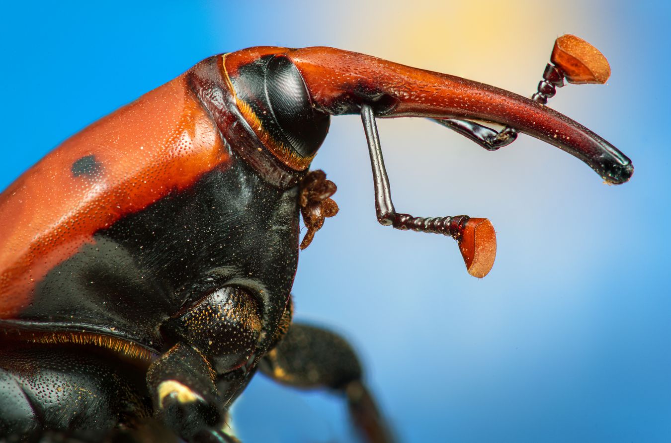 Picudo rojo/ Rhynchophorus ferrugineus (Málaga)