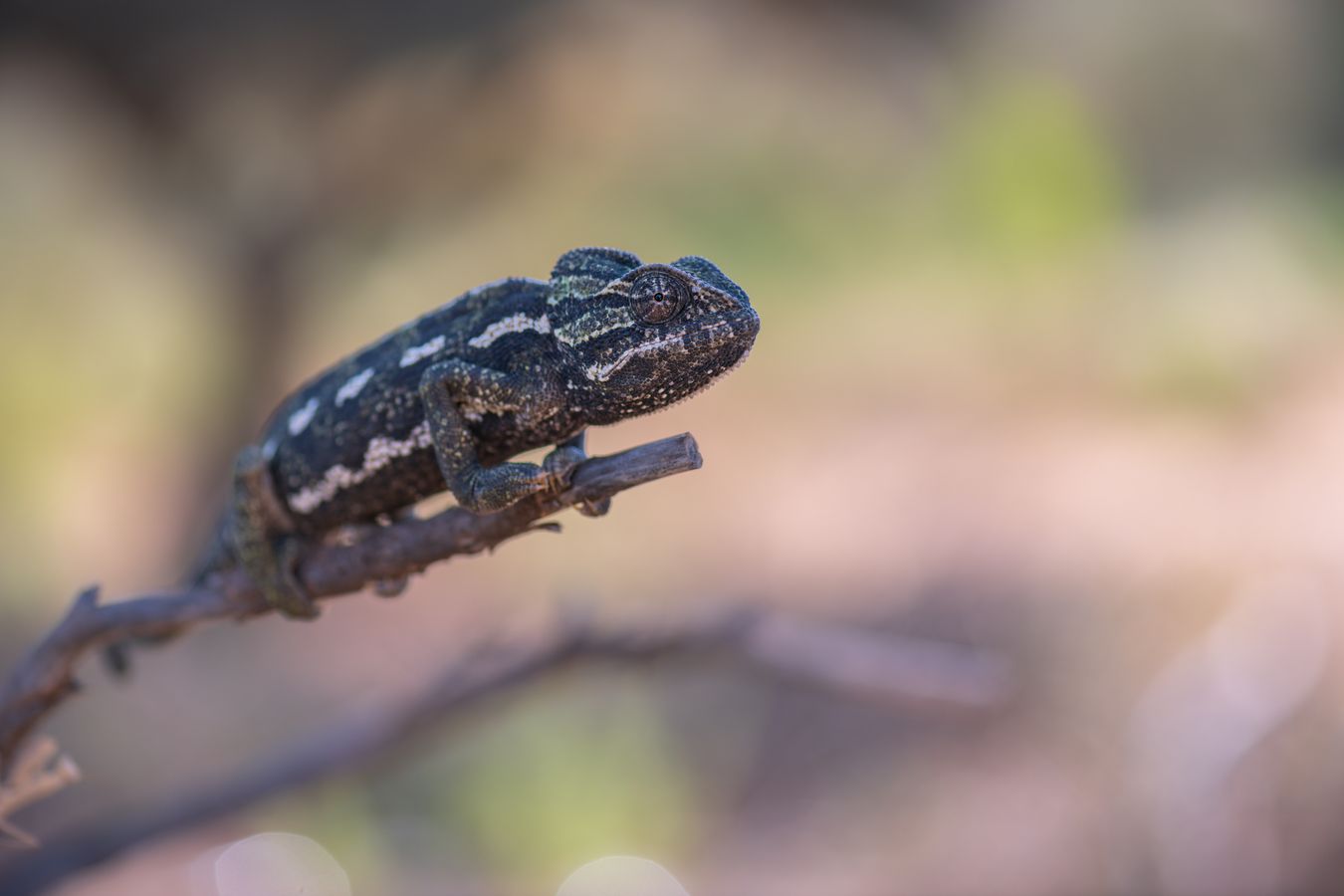 Camaleón común/ Chamaeleo chamaeleon (Málaga)