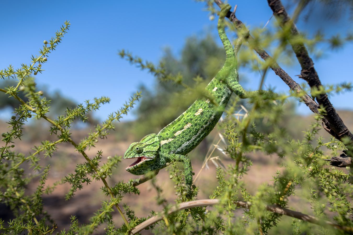 Camaleón común/ Chamaeleo chamaeleon (Málaga)