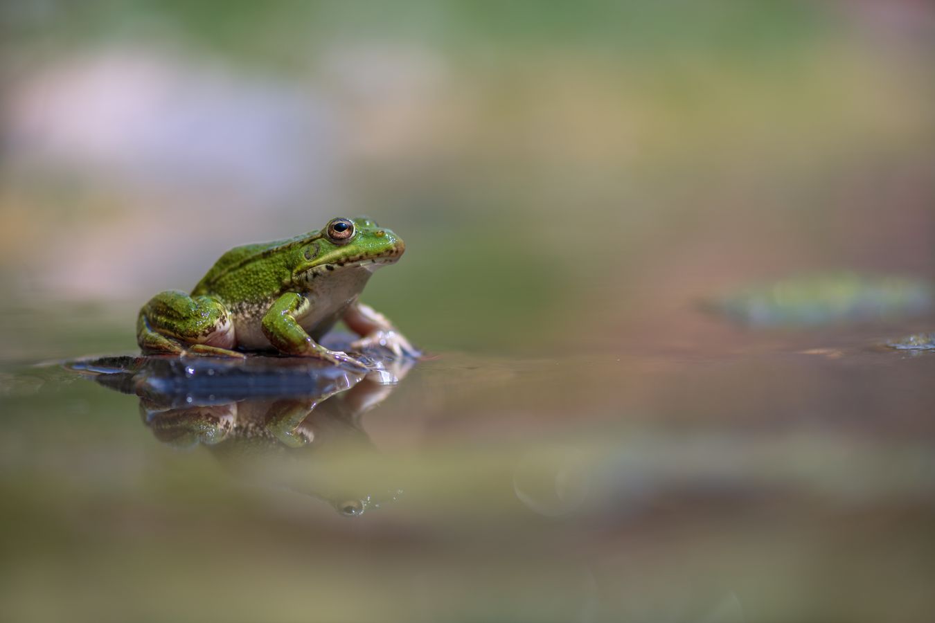 Rana verde común/ Pelophylax perezi (Málaga)