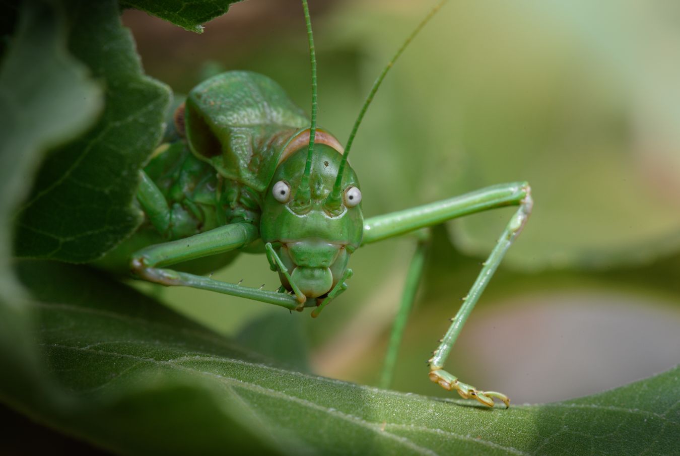 Grillo de matorral andaluz/ Steropleurus andalusius (Málaga)