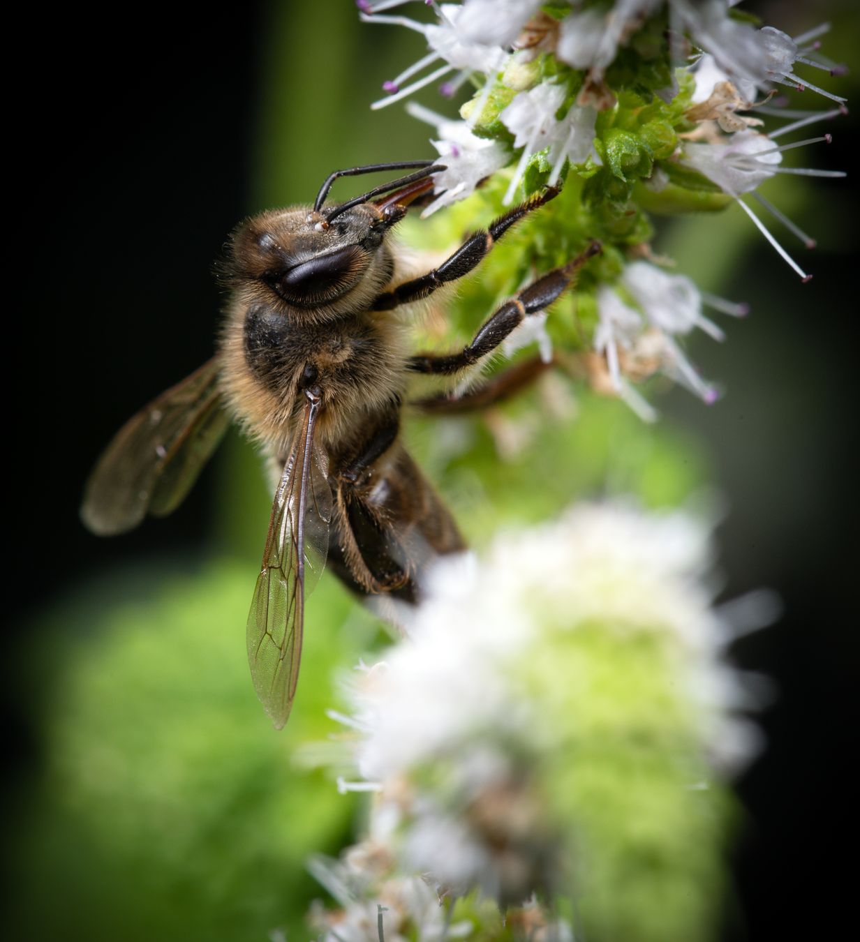 Abeja europea/ Apis mellifera (Málaga)