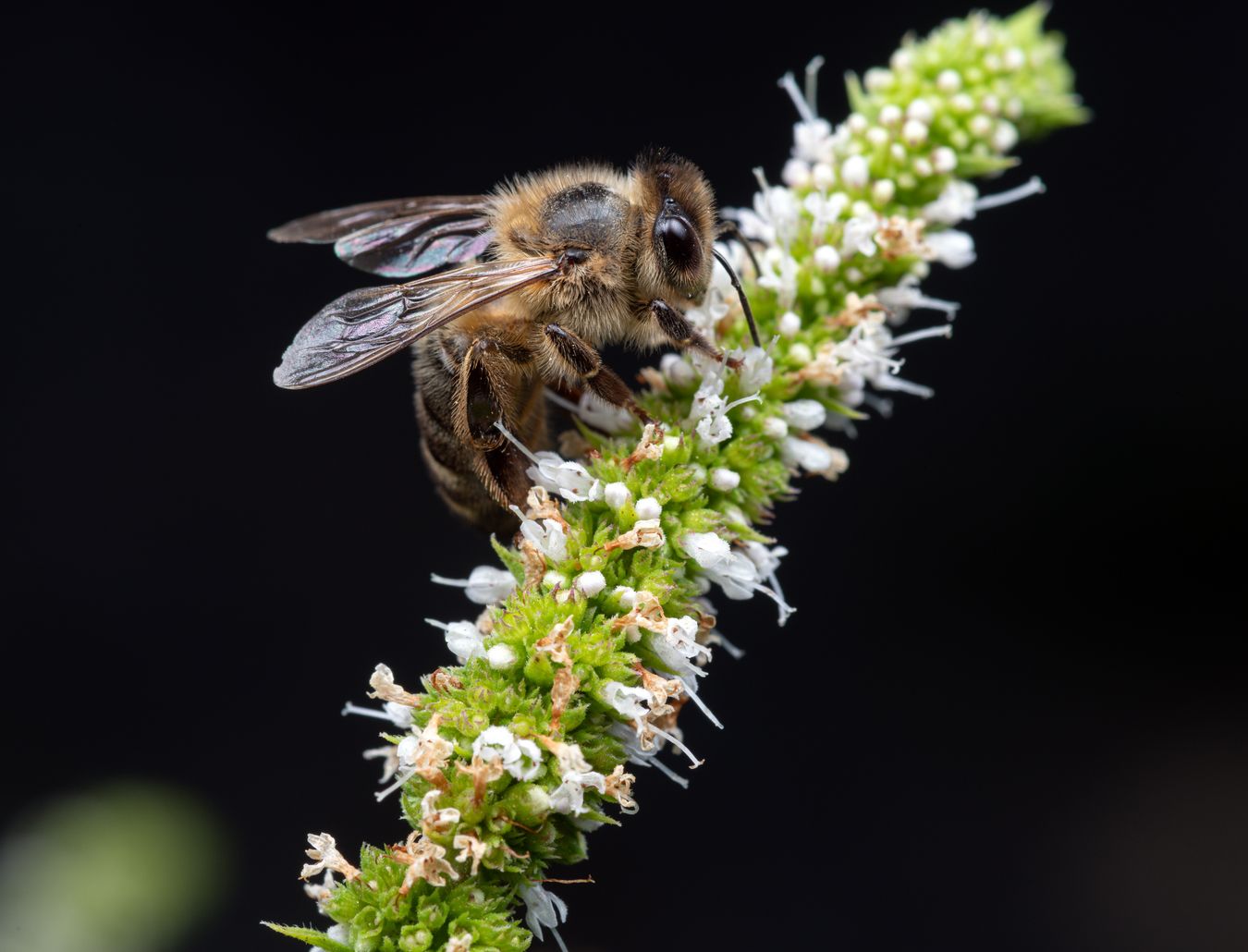 Abeja europea/ Apis mellifera (Málaga)