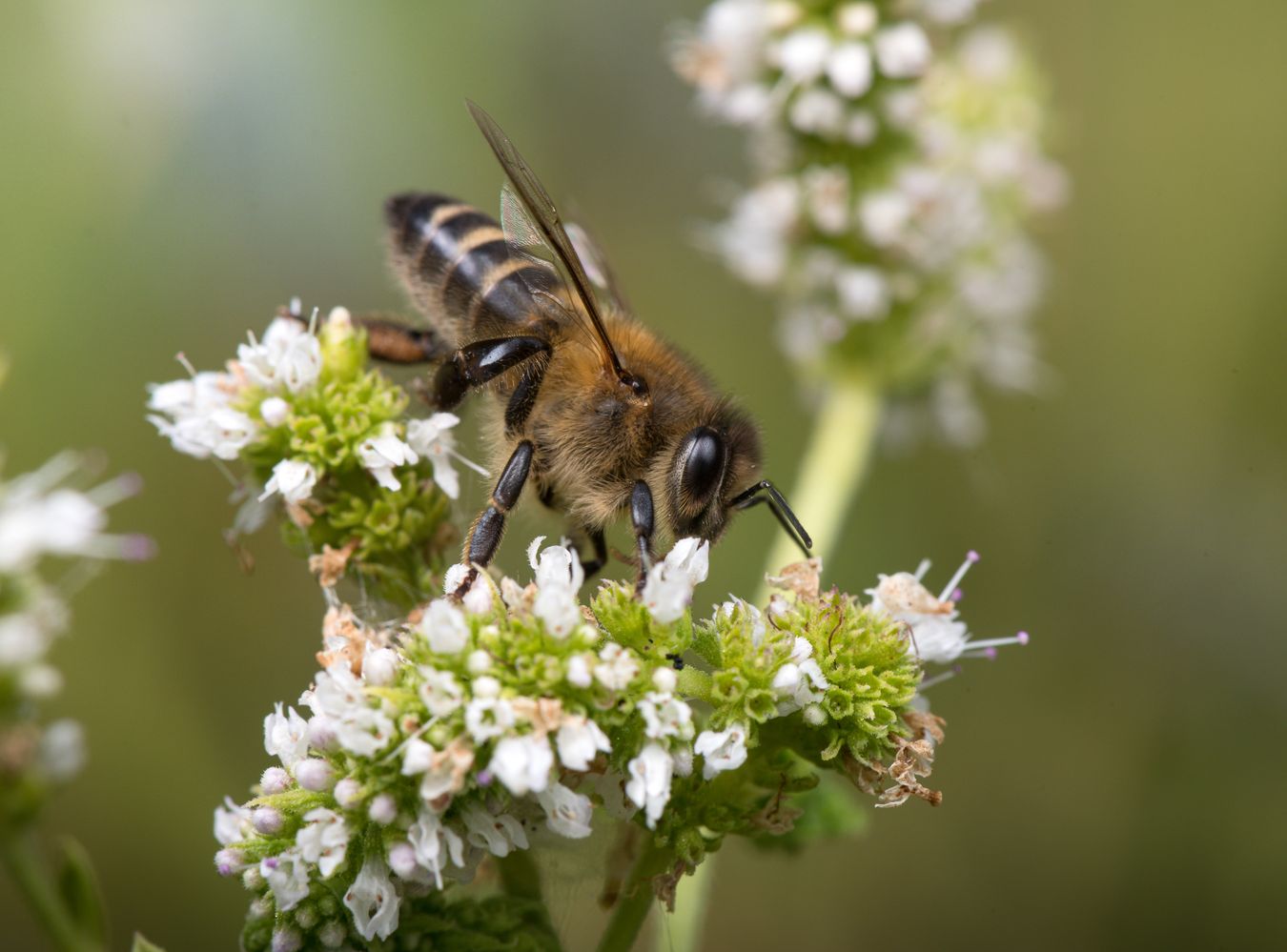 Abeja europea/ Apis mellifera (Málaga)