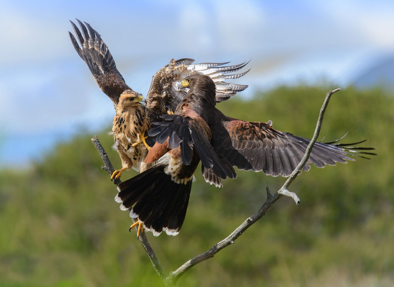 Busardo de harris/ Parabuteo unicinctus (Tababela. Ecuador)