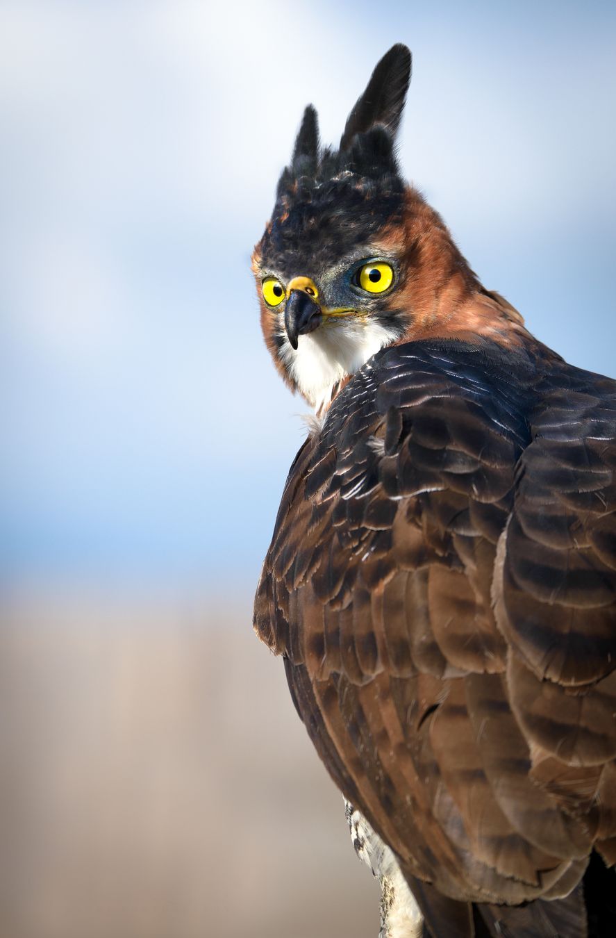 Águila-azor encopetada/ Spizaetus ornatus (Silvestre. Recuperación. Ecuador)