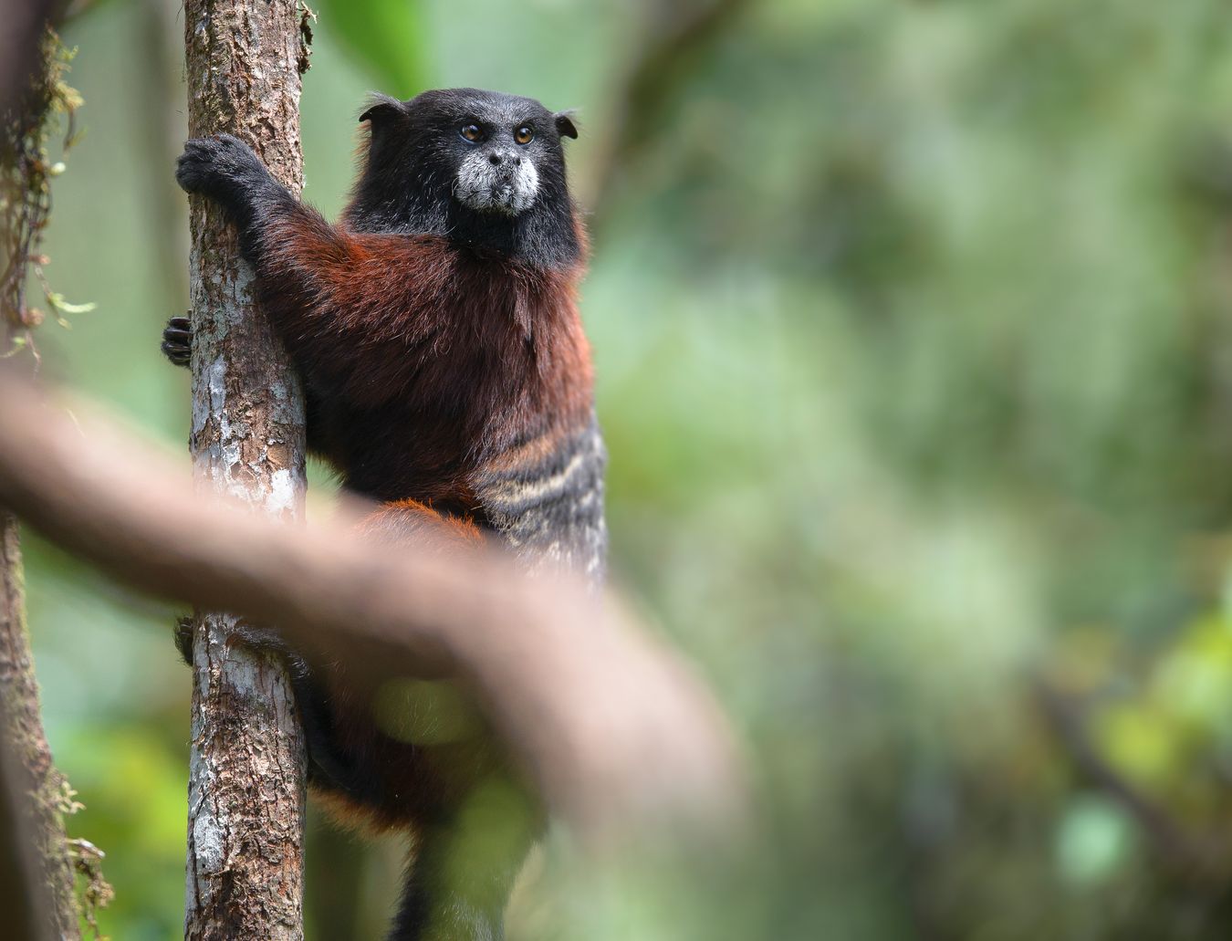 Tití de manto marrón o Chichico/ Saguinus fuscicollis (Pastaza. Ecuador)