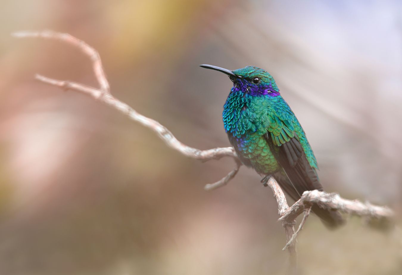 Colibrí rutilante/ Colibri coruscans (Tambo Cóndor. Ecuador)