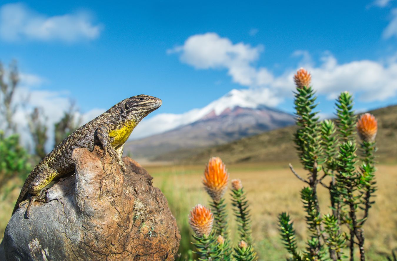 Guagsa de Günther/ Stenocercus guentheri (Cotopaxi. Ecuador)