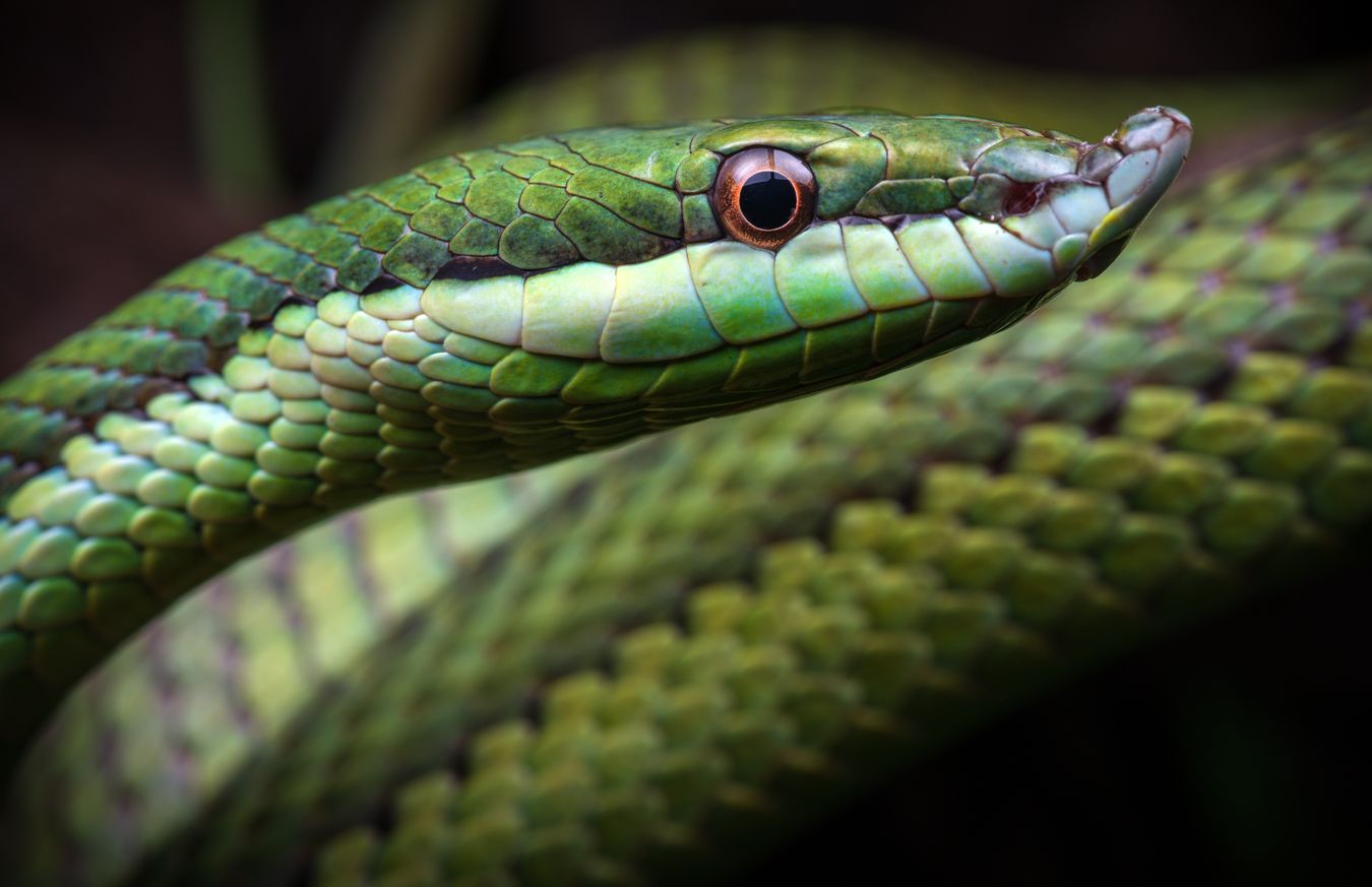 Culebra verde nariguda/ Philodryas baroni (Snakeroom)