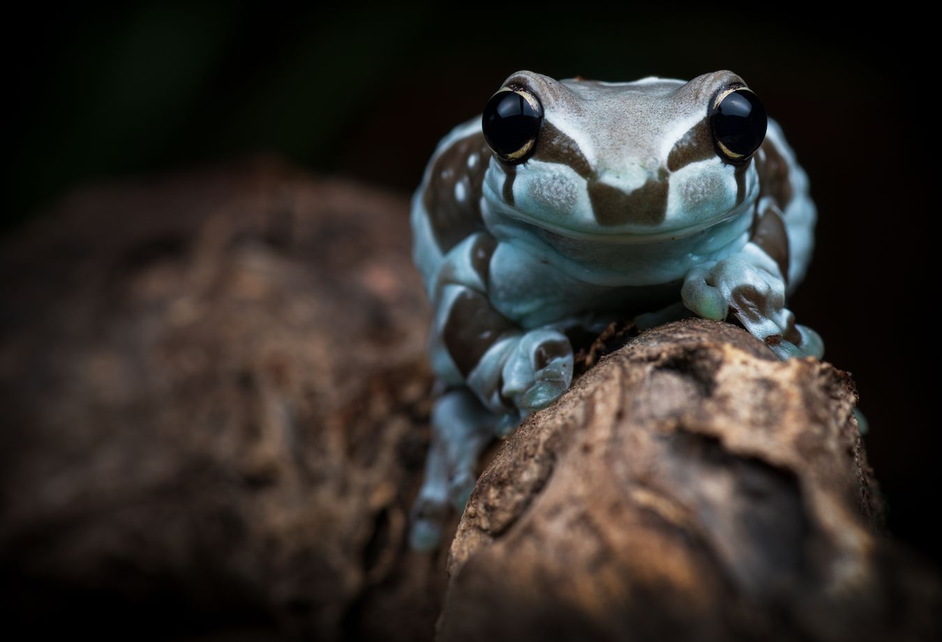 Rana lechera amazónica/ Trachycephalus resinifictrix (Snakeroom)