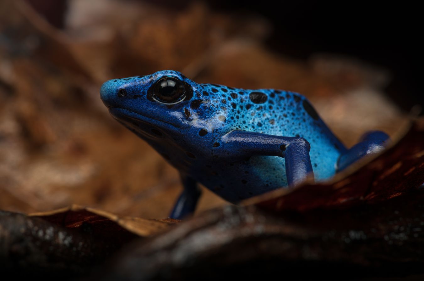 Rana flecha azul/ Dendrobates tinctorius azureus (Snakeroom)