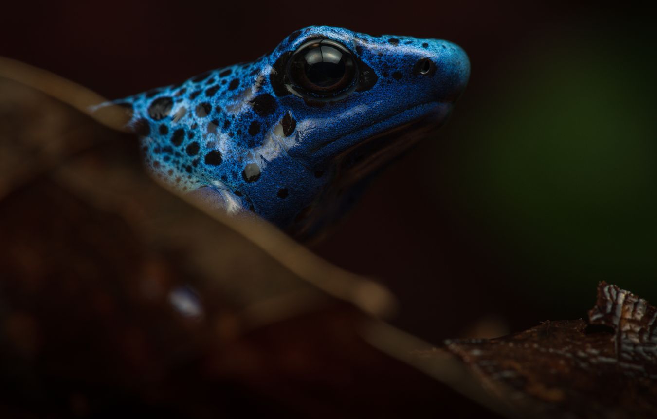 Rana flecha azul/ Dendrobates tinctorius azureus (Snakeroom)