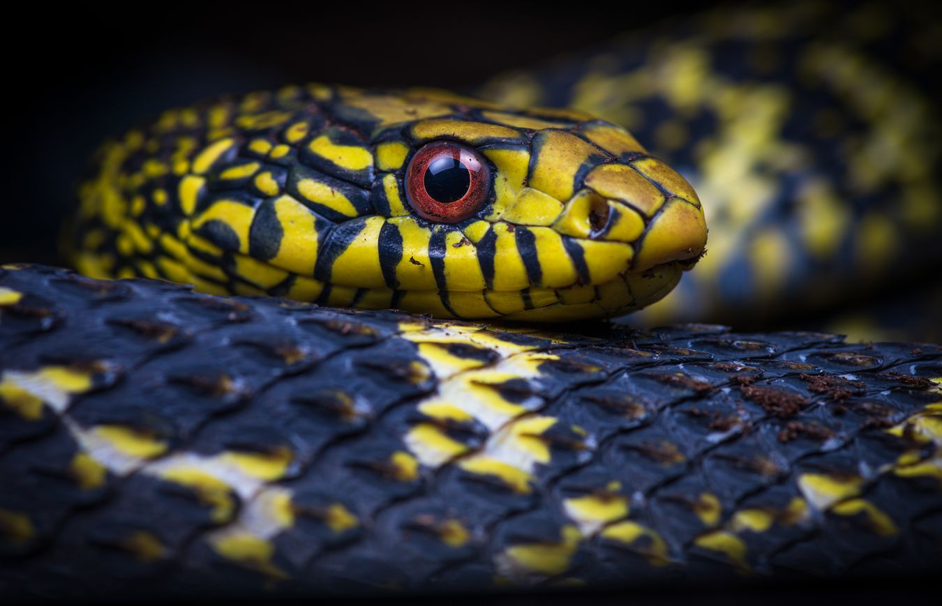 Culebra ratonera real/ Elaphe carinata (Snakeroom)