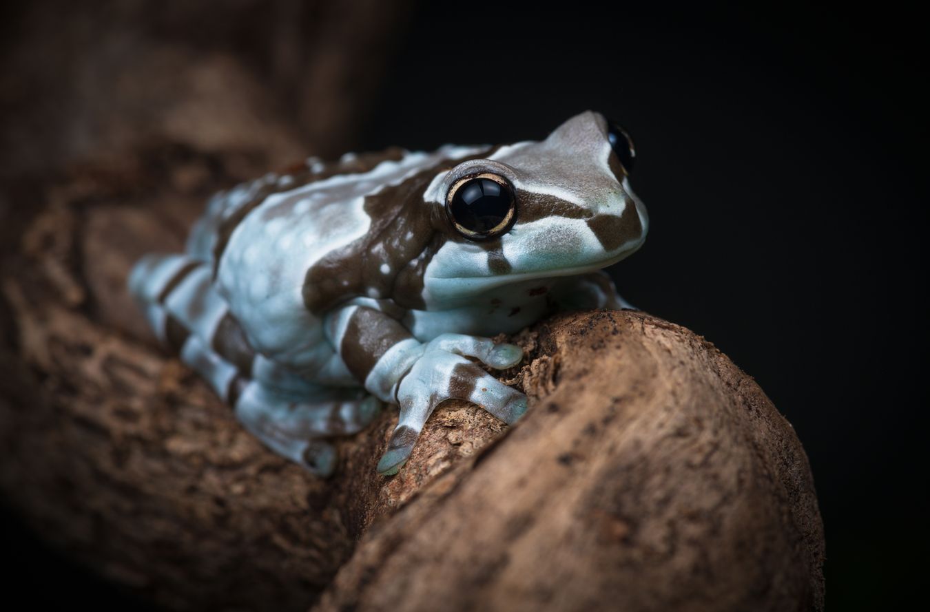 Rana lechera amazónica/ Trachycephalus resinifictrix (Snakeroom)