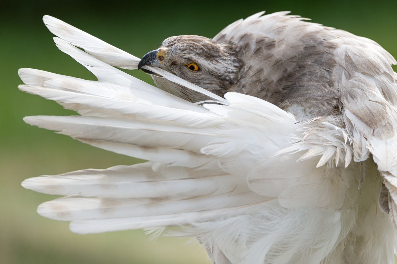 Azor de Kamchatka/ Accipiter gentilis albidus (Cetrería. Madrid)