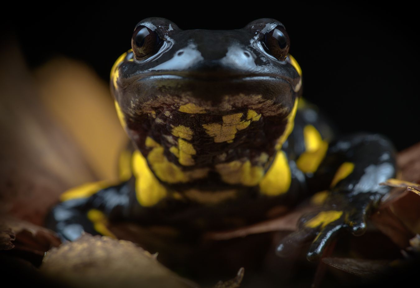 Salamandra de fuego/ Salamandra salamandra bejarae (Madrid)