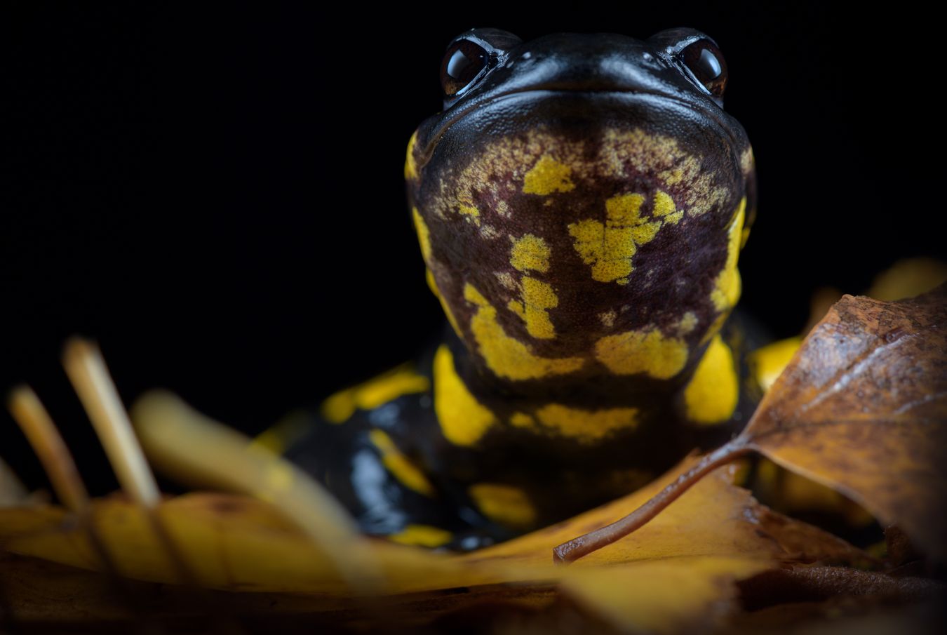 Salamandra de fuego/ Salamandra salamandra bejarae (Madrid)