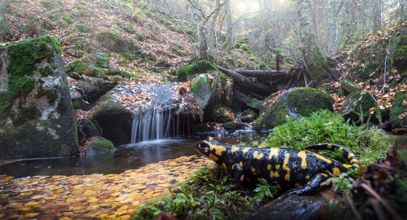 Salamandra de fuego/ Salamandra salamandra bejarae (Madrid)