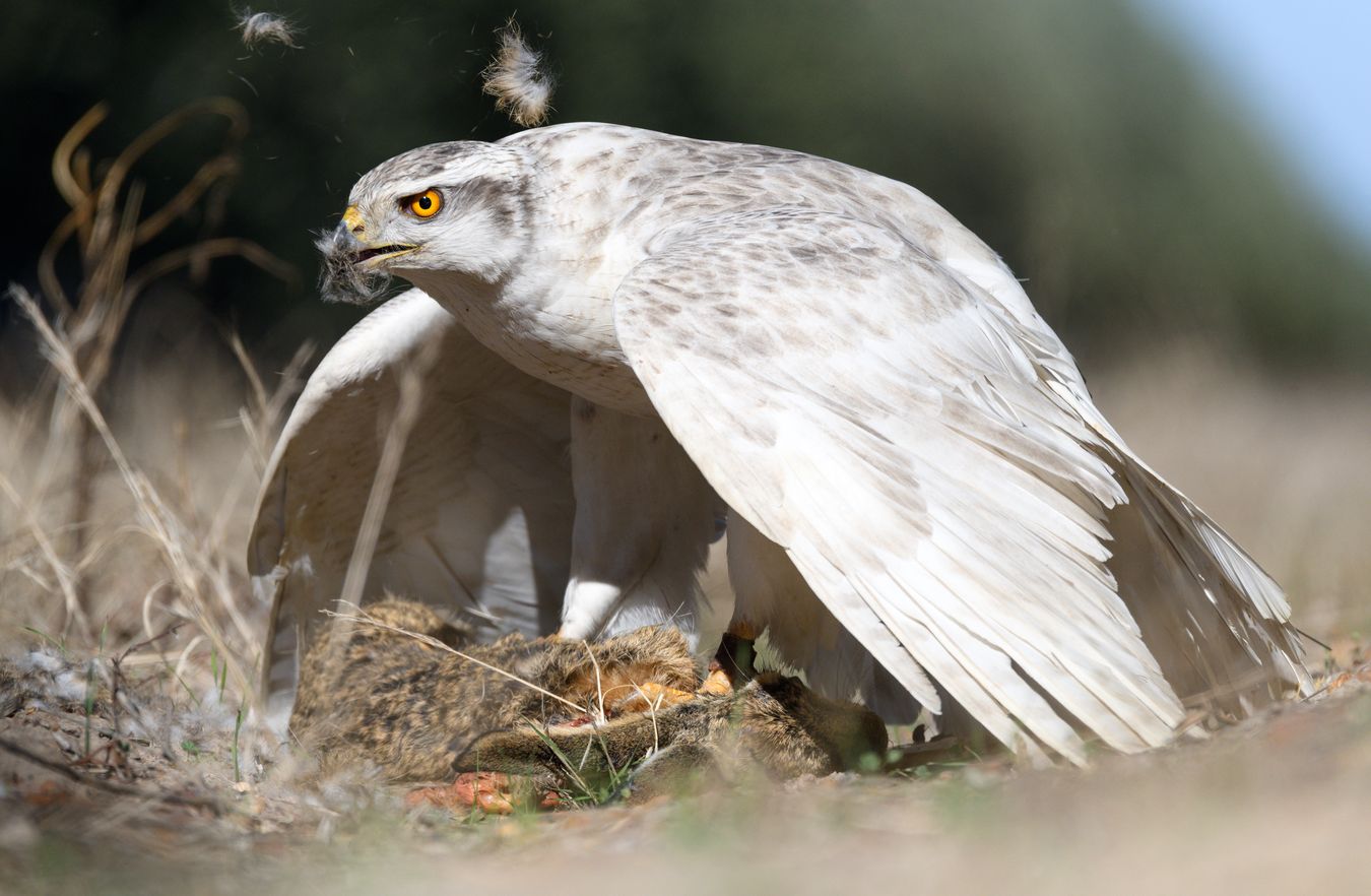 Azor de Kamchatka/ Accipiter gentilis albidus (Cetrería. Sevilla)