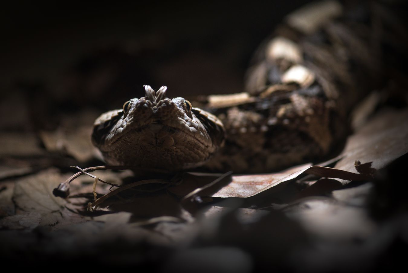 Víbora de Gabón/ Bitis gabonica (Colección zoológica)