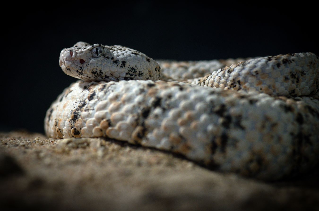 Cascabel moteada/ Crotalus pyrrhus (Colección zoológica))