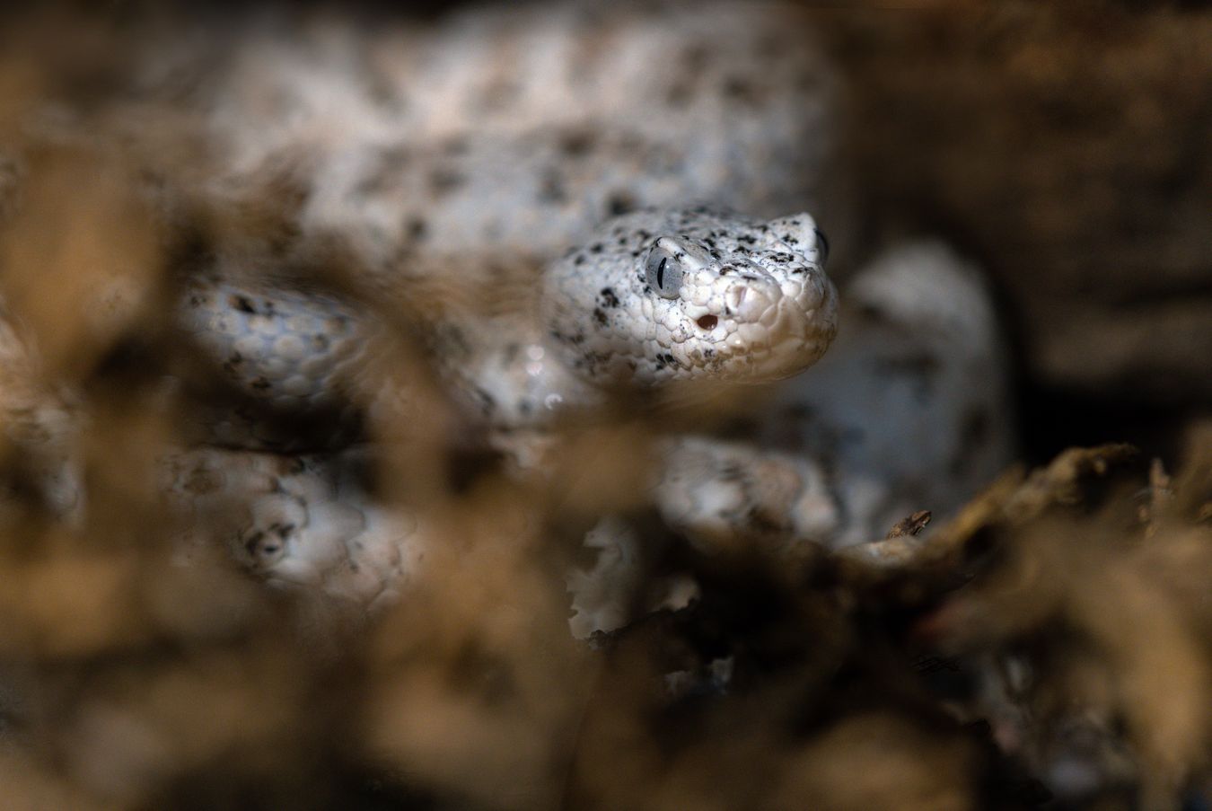 Cascabel moteada/ Crotalus pyrrhus (Colección zoológica))