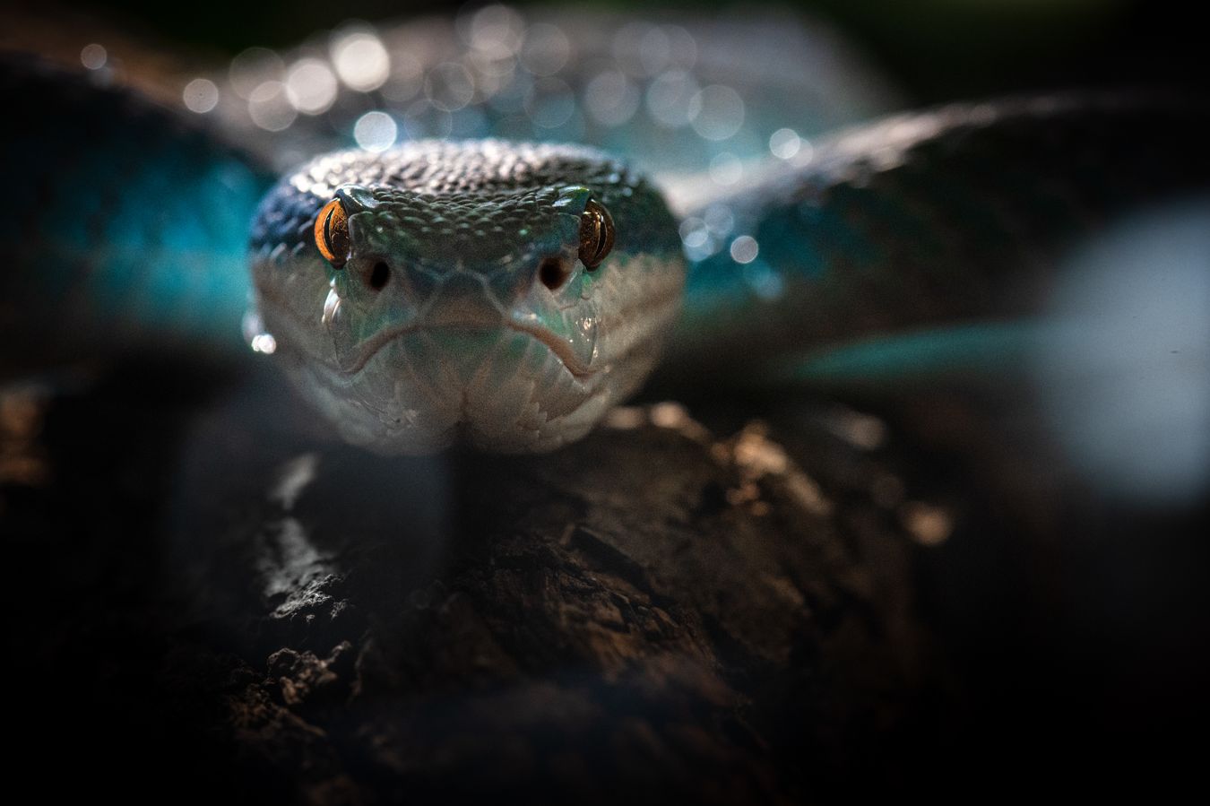 Víbora azul/ Trimeresurus insularis (Colección zoológica))