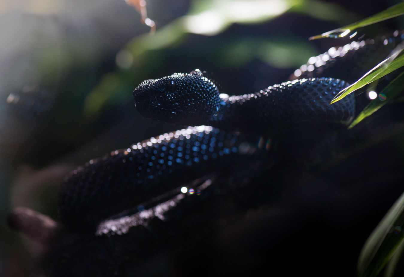 Víbora de manglar/ Trimeresurus purpureomaculatus (Colección zoológica))