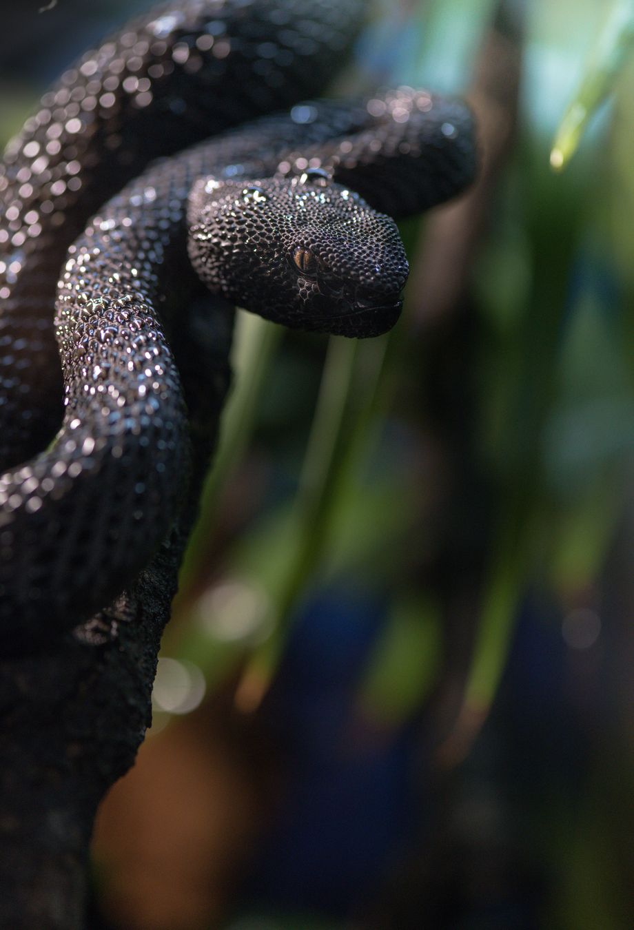 Víbora de manglar/ Trimeresurus purpureomaculatus (Colección zoológica))