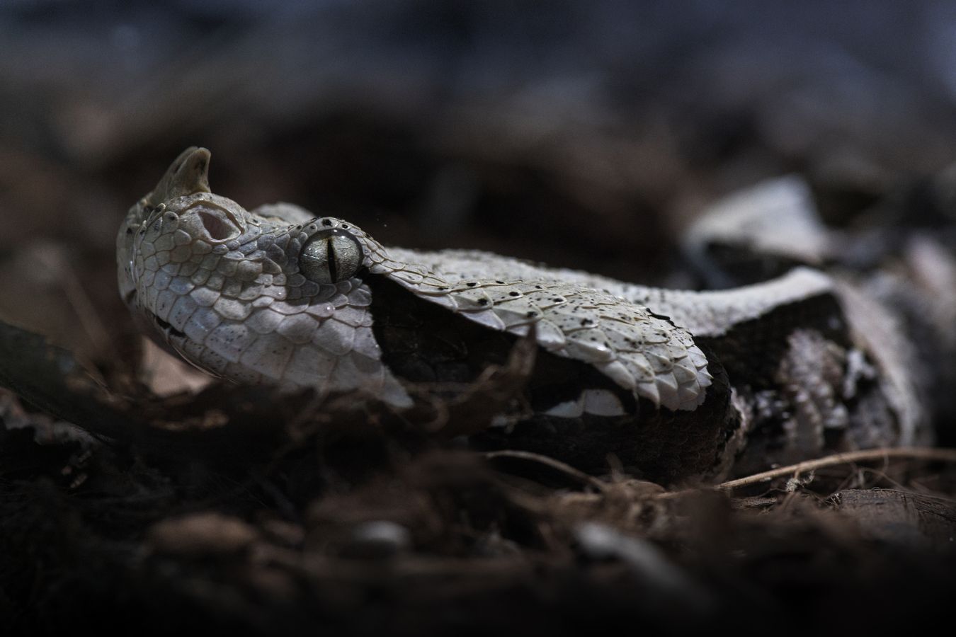 Víbora de Gabón/ Bitis gabonica (Colección zoológica)