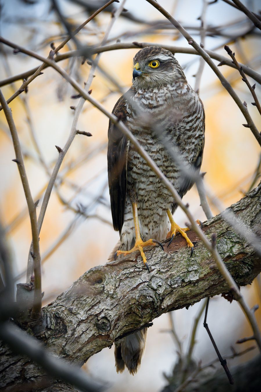 Gavilán común/ Accipiter nisus (Madrid)