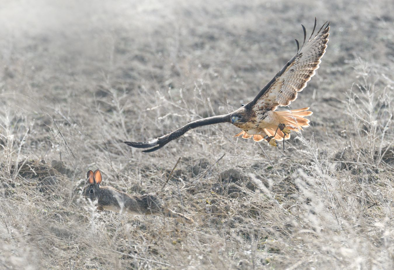 Águila de cola roja/ Buteo jamaicensis (Cetrería)