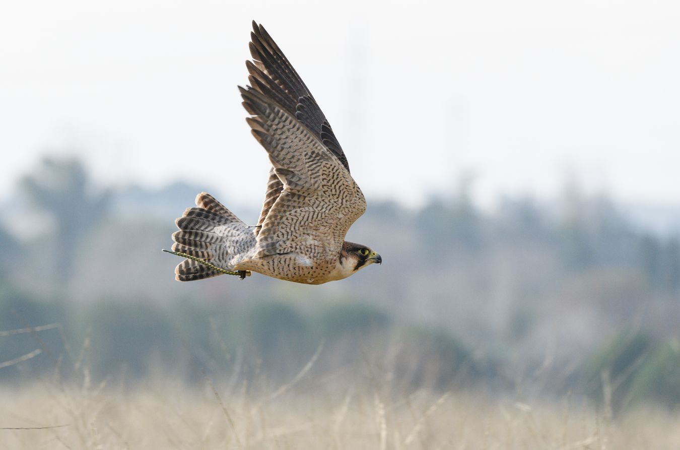 Halcón tagarote/ Falco pelegrinoides (Cetrería)