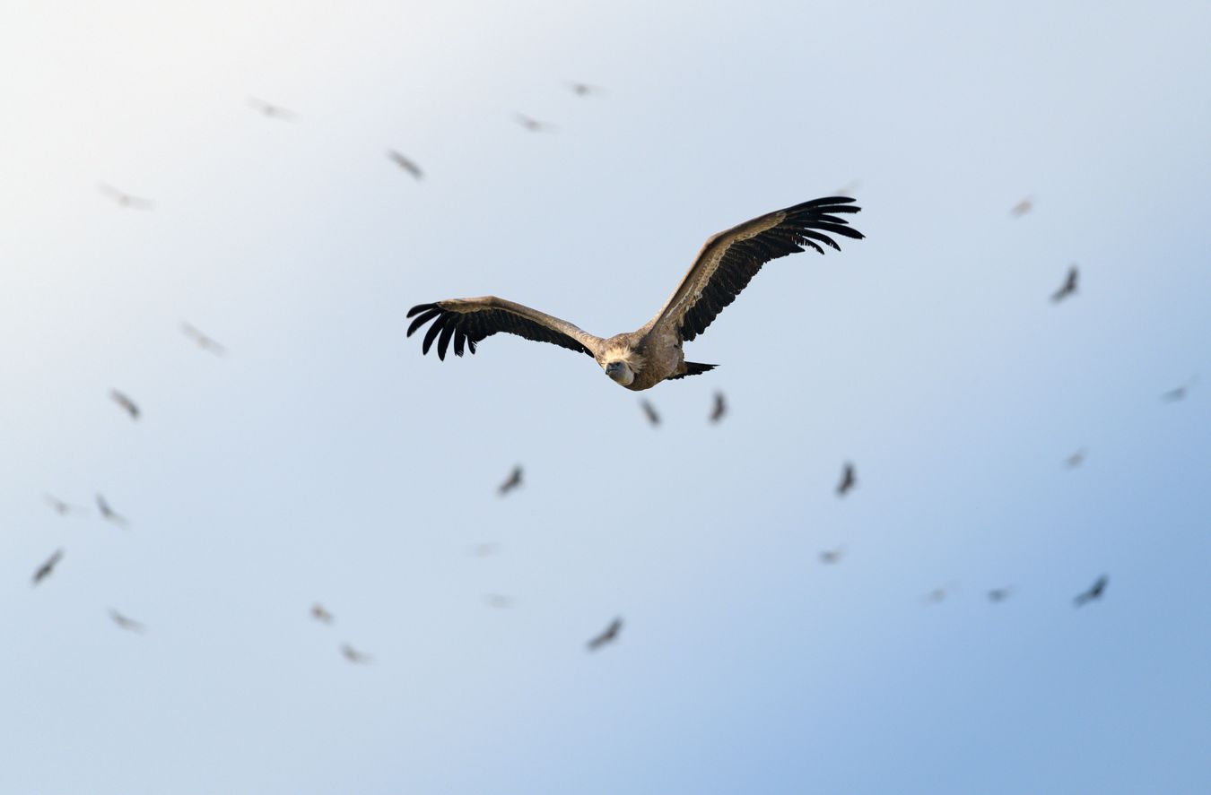 Buitre leonado/ Gyps fulvus (Hoces del Duratón)