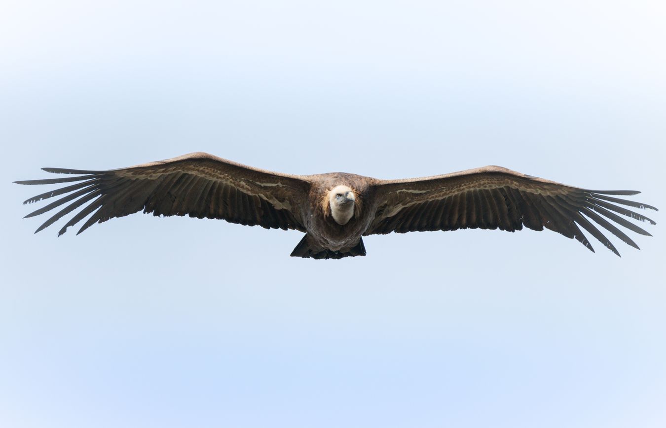 Buitre leonado/ Gyps fulvus (Hoces del Duratón)