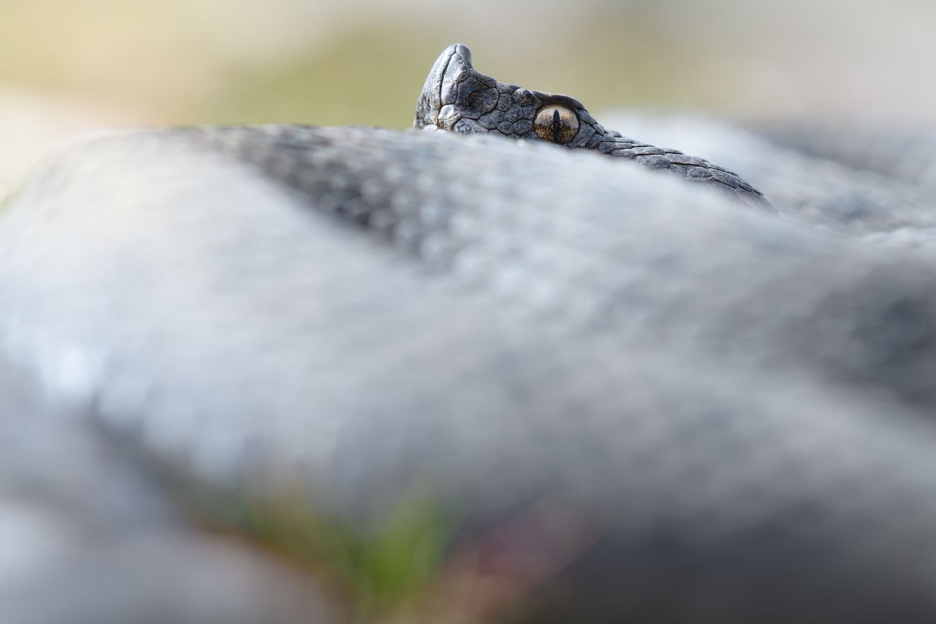 Víbora hocicuda/ Vipera latastei (Sierra norte de Madrid)