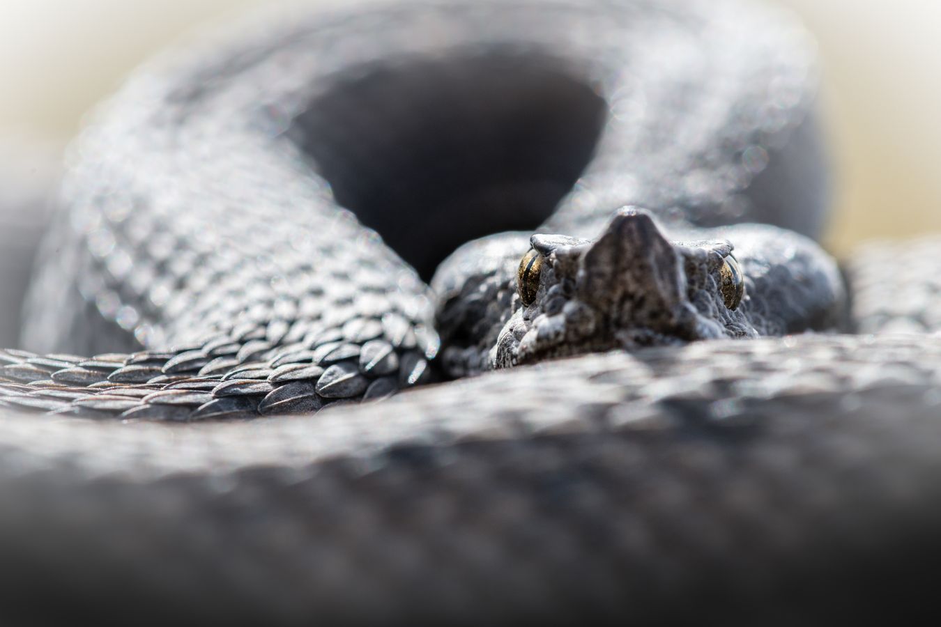 Víbora hocicuda/ Vipera latastei (Sierra norte de Madrid)