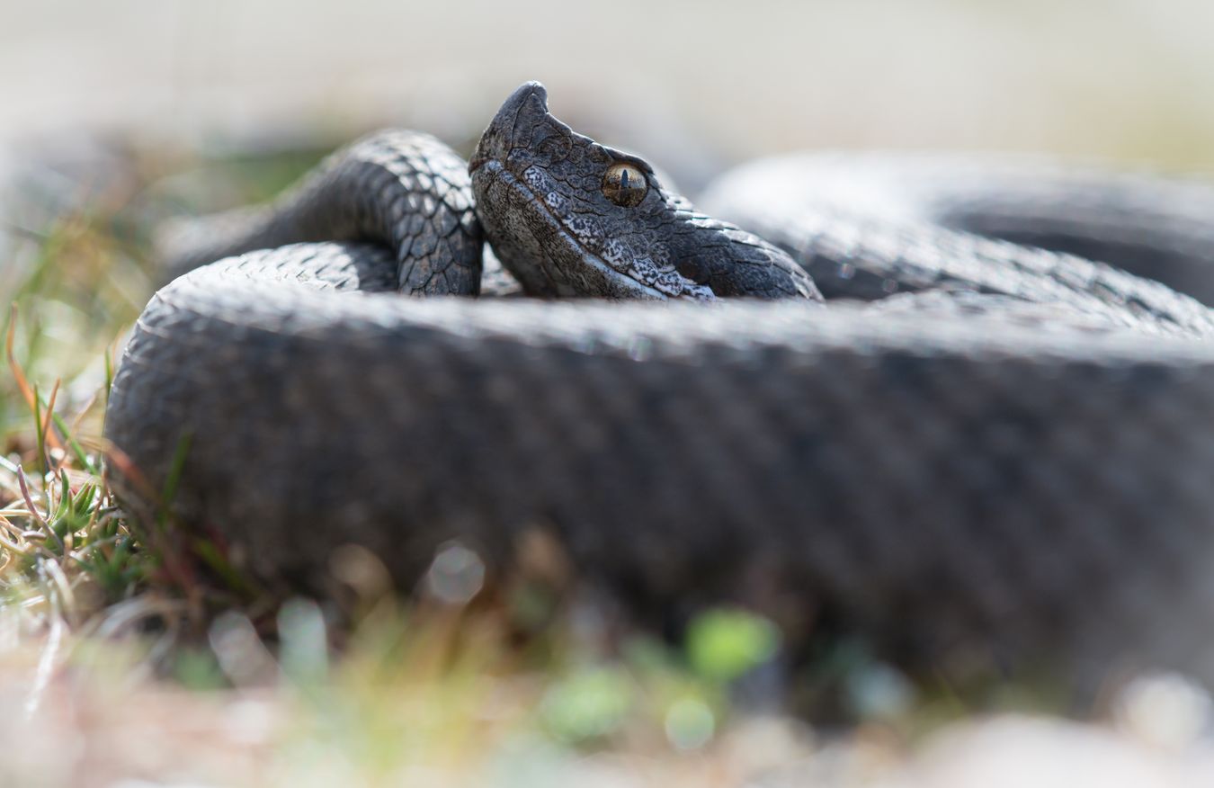 Víbora hocicuda/ Vipera latastei (Sierra norte de Madrid)