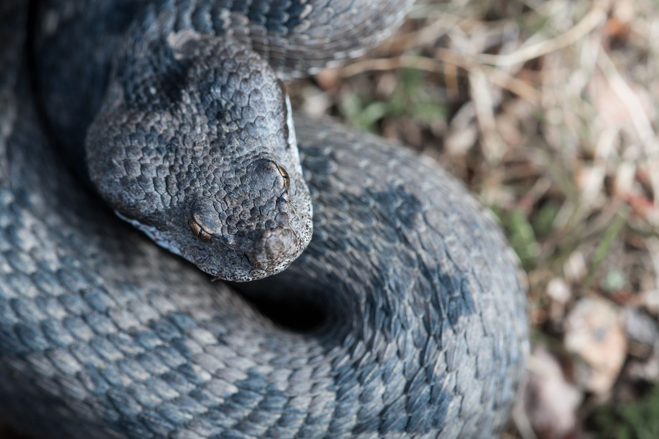 Víbora hocicuda/ Vipera latastei (Sierra norte de Madrid)